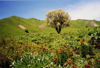 Tajik pamir springtime